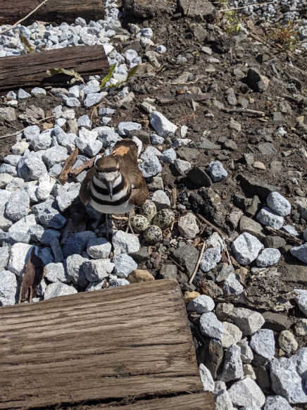 Nesting killdeer in the ballast